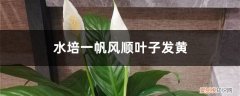 水培一帆风顺叶子发黄怎么办 原因及处理 水培一帆风顺叶子发黄怎么办