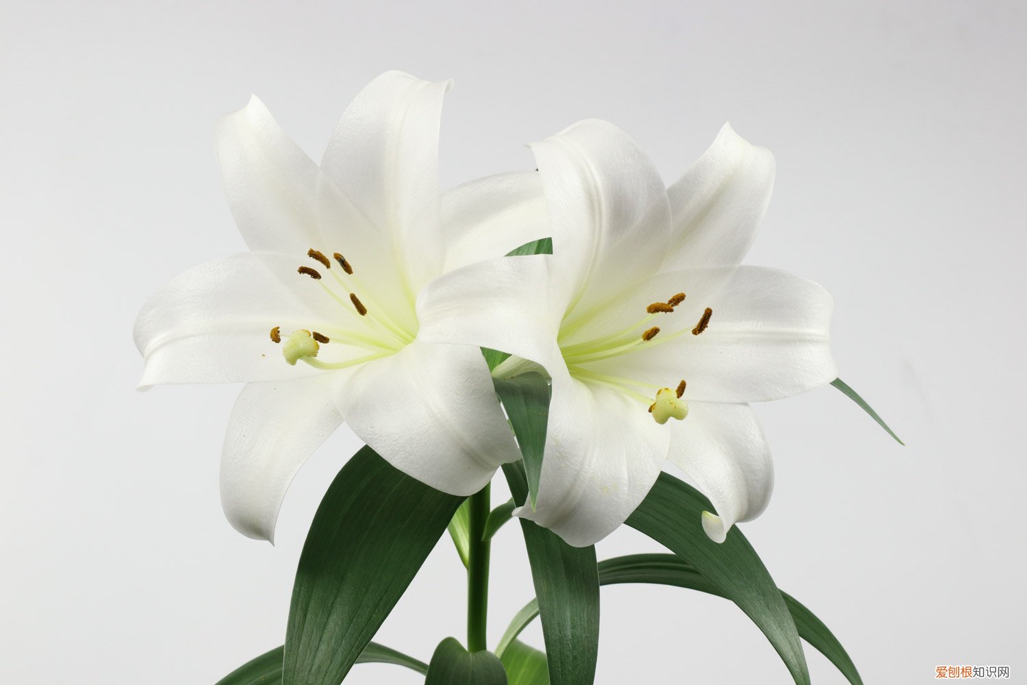 百合花黄叶子是怎么回事 百合花黄叶是怎么回事