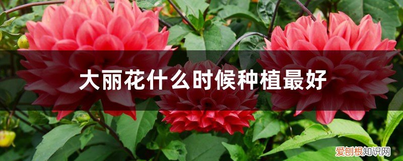 大丽花什么时候种合适 大丽花什么时候种植最好，怎么种植