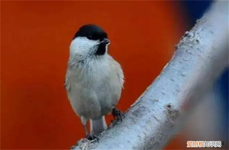 红子鸟能活几年 多少钱一只