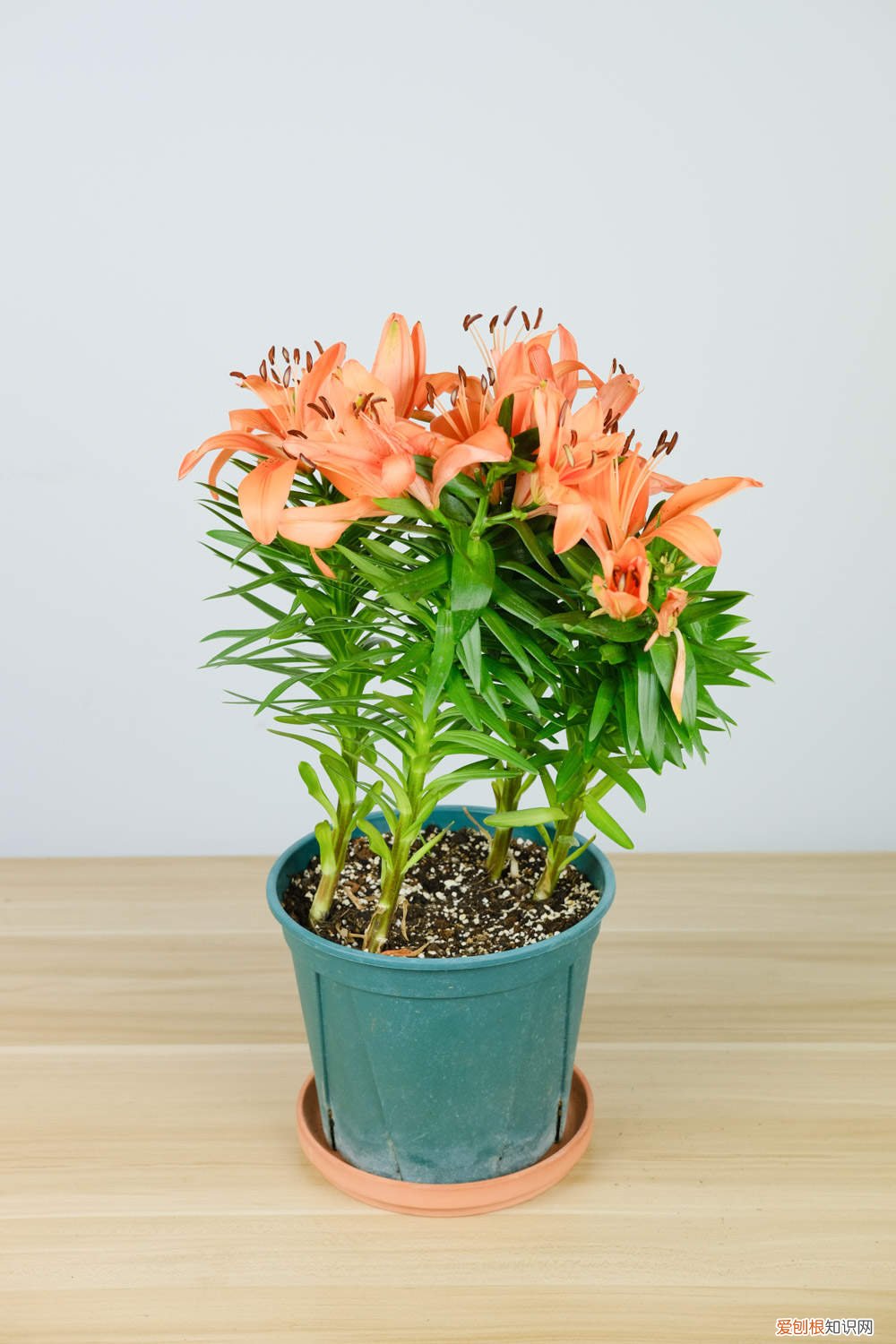 百合花底部叶子发黄脱落 百合花叶子发黄掉落是什么原因