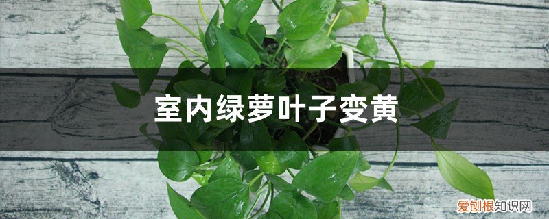 养在室内的绿萝叶子黄黄的 室内绿萝叶子变黄怎么办