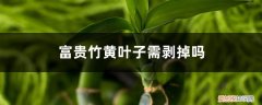 富贵竹叶子发黄可以把叶子去掉吗? 富贵竹黄叶子需剥掉吗