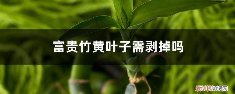 富贵竹叶子发黄可以把叶子去掉吗? 富贵竹黄叶子需剥掉吗