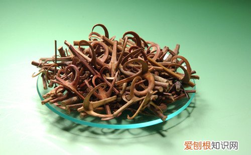 钩藤的作用与功效新生儿可以吃钩藤吗