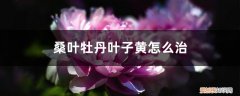 扶桑牡丹叶子发黄怎么办 桑叶牡丹叶子黄怎么治