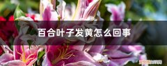 百合叶发黄什么原因 百合叶子发黄怎么回事