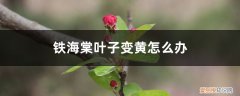 铁海棠叶子大量变黄是什么原因 铁海棠叶子变黄怎么办