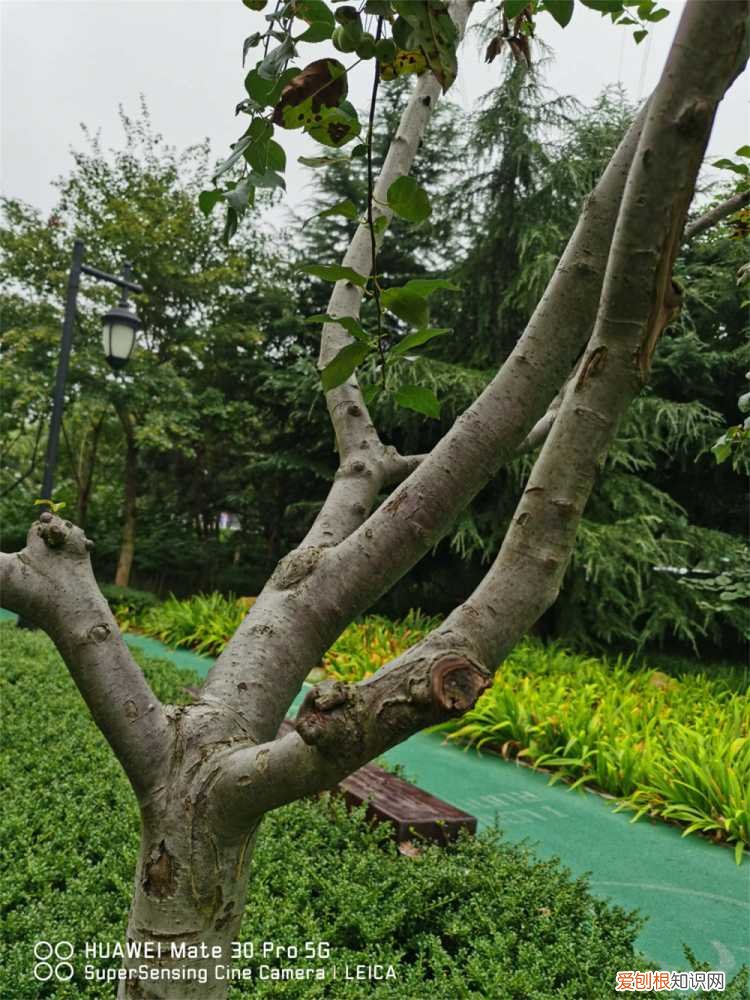 铁海棠叶子大量变黄是什么原因 铁海棠叶子变黄怎么办