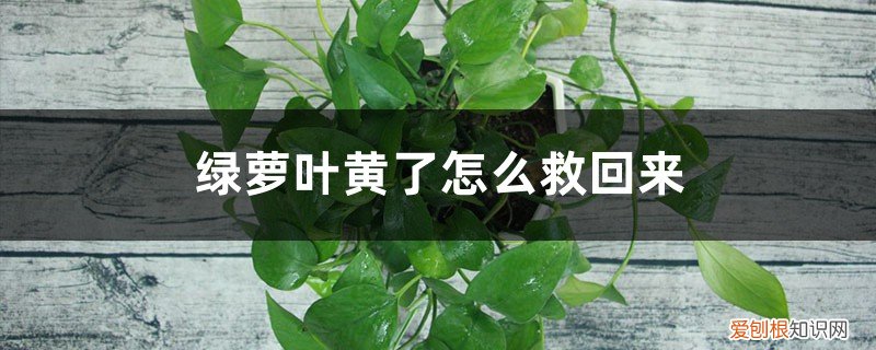 绿萝叶子黄了怎么救回来 绿萝叶黄了怎么救回来