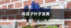 风信子叶子变黄 风信子叶子为什么会发黄