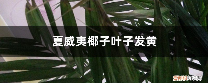 夏威夷椰子叶子发黄怎么办视频 夏威夷椰子叶子发黄怎么办
