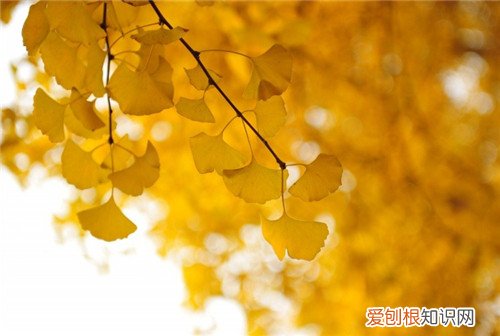 白果树长什么样 白果树繁殖方式有哪些