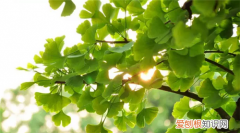 白果树长什么样 白果树繁殖方式有哪些