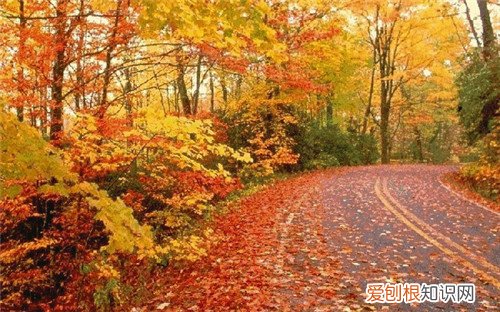 白果树长什么样 白果树繁殖方式有哪些