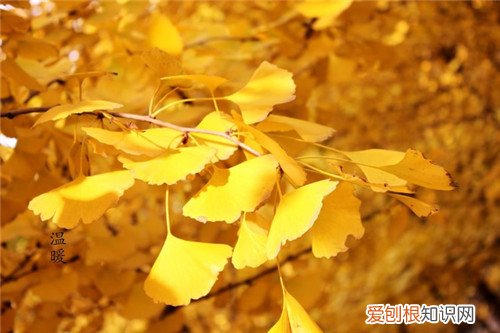 白果树长什么样 白果树繁殖方式有哪些
