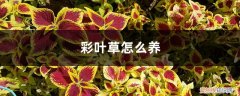 盆栽彩叶草 彩叶草怎么养，彩叶草图片