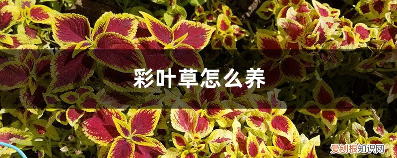 盆栽彩叶草 彩叶草怎么养，彩叶草图片