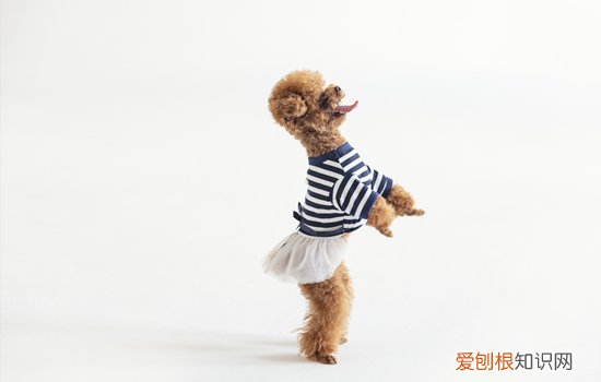泰迪舌头什么颜色正常 泰迪舌头什么颜色