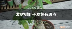 发财树叶子有黄色斑点怎么办 发财树叶子发黄有斑点怎么办