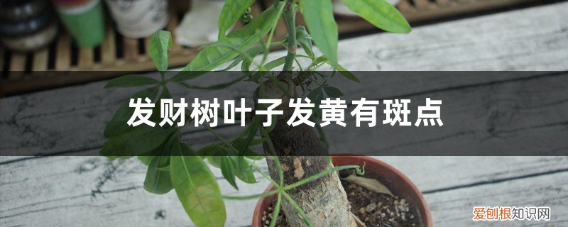 发财树叶子有黄色斑点怎么办 发财树叶子发黄有斑点怎么办