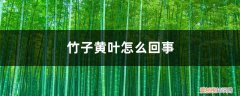 竹子黄叶子是怎么回事 竹子黄叶怎么回事
