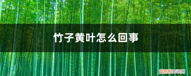 竹子黄叶子是怎么回事 竹子黄叶怎么回事
