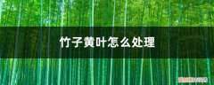 竹子黄叶怎么处理好 竹子黄叶怎么处理