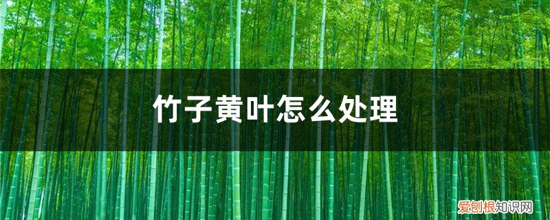 竹子黄叶怎么处理好 竹子黄叶怎么处理