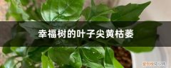 幸福树叶子枯黄怎么回事 幸福树的叶子尖黄枯萎什么原因