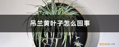 吊兰有黄叶子是怎么回事 吊兰黄叶子怎么回事