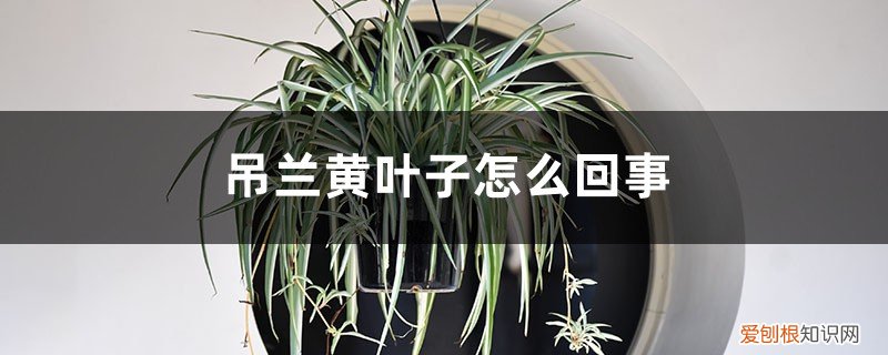 吊兰有黄叶子是怎么回事 吊兰黄叶子怎么回事