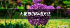 大花葱的种植方法,怎么管理 大花葱的种植方法，怎么管理