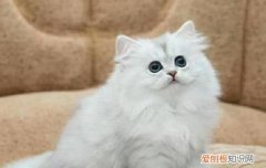 猫尿不下来尿怎么办? 猫不尿了怎么办