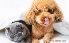 泰迪分离焦虑症怎么办 泰迪分离焦虑症怎么治
