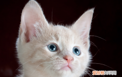 猫咪多大吃猫草合适 猫咪多大可以吃猫草
