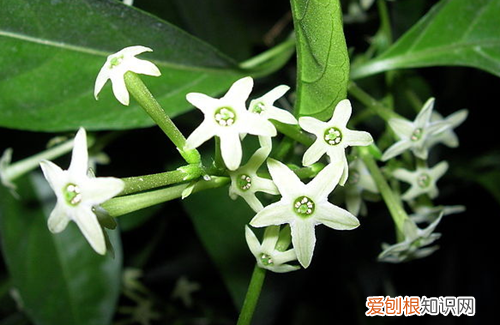 夜来香花图片及功效夜来香什么时候开花