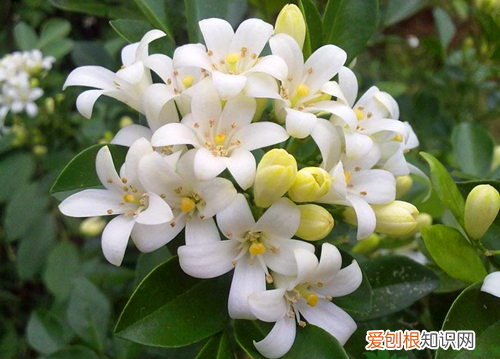 夜来香花图片及功效夜来香什么时候开花