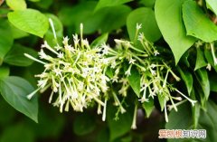 夜来香花图片及功效夜来香什么时候开花