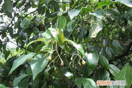 青风藤的功效与作用详解 青风藤长什么样