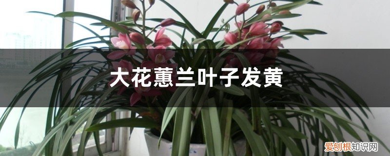 大花蕙兰叶子黄了怎么办 大花蕙兰叶子发黄怎么办