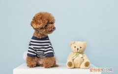 泰迪拉肚子是什么原因 泰迪拉肚子不吃东西是什么原因