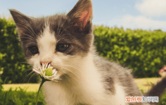 猫咪突然在床上撒尿的原因有哪些 猫咪突然在床上撒尿的原因