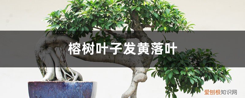 榕树叶子发黄落叶什么原因 榕树叶子发黄、落叶什么原因