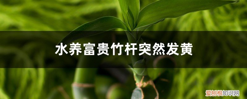 水养富贵竹杆子发黄软 水养富贵竹杆突然发黄的原因