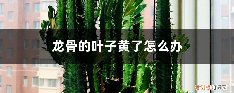 龙骨叶黄掉叶是啥? 龙骨叶子黄、掉叶是什么原因