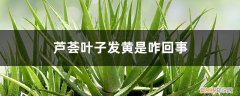 芦荟叶子发黄是咋回事啊 芦荟叶子发黄是咋回事