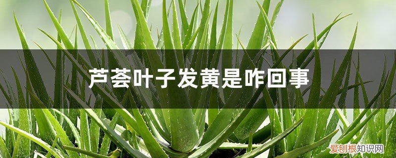 芦荟叶子发黄是咋回事啊 芦荟叶子发黄是咋回事