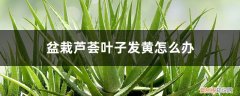 芦荟的叶子发黄怎么办 盆栽芦荟叶子发黄怎么办