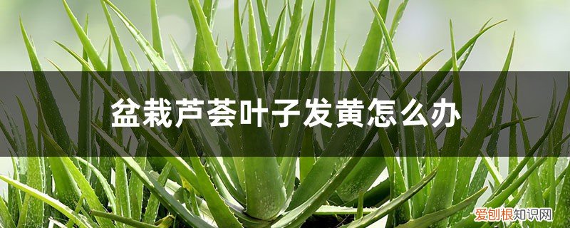 芦荟的叶子发黄怎么办 盆栽芦荟叶子发黄怎么办